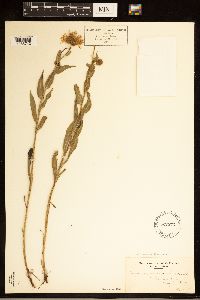 Erigeron speciosus image