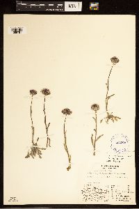 Erigeron uniflorus image