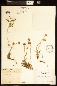 thumbnail image of current specimen