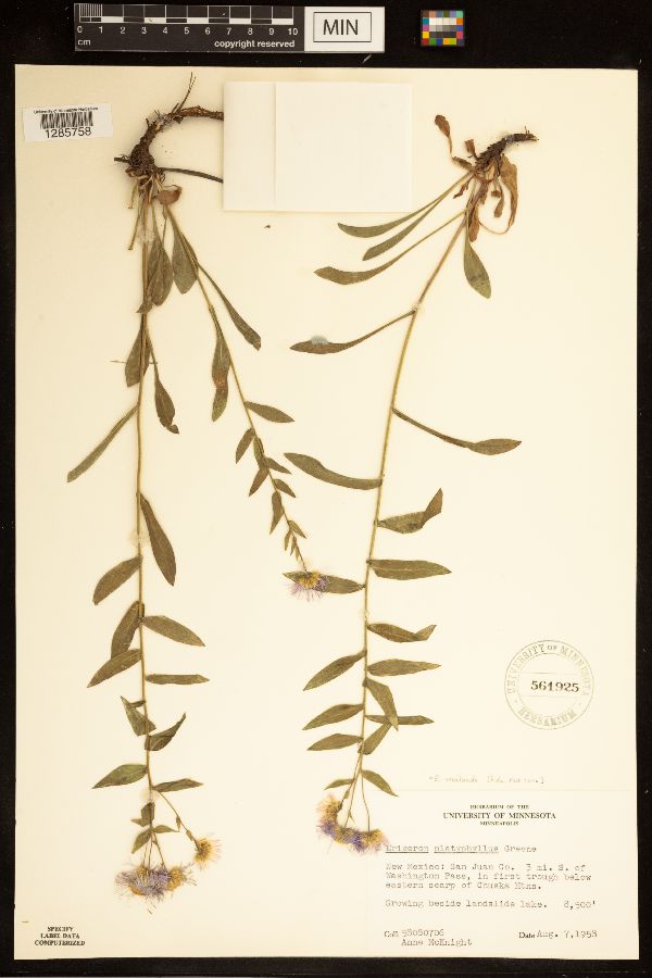 Erigeron vreelandii image