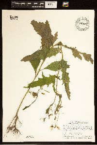 Erechtites hieraciifolius image