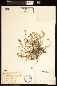 Image of Eriophyllum confertiflorum