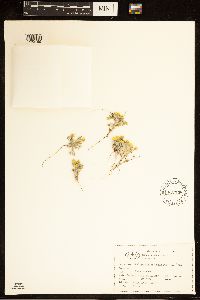 Image of Eriophyllum wallacei
