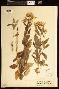 Image of Eucephalus engelmannii