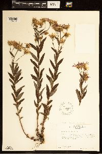 Image of Eucephalus ledophyllus