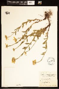 Image of Eucephalus paucicapitatus
