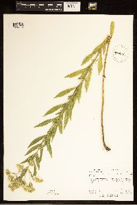 Eupatorium altissimum image