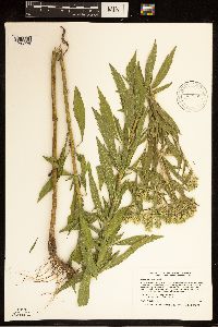 Eupatorium altissimum image