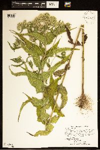 Eupatorium perfoliatum image
