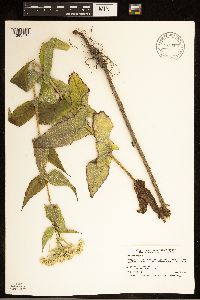Eupatorium perfoliatum image