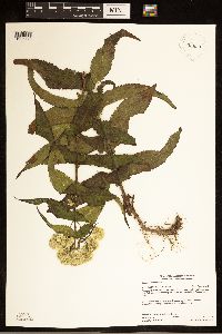 Eupatorium perfoliatum image