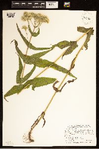 Eupatorium perfoliatum image