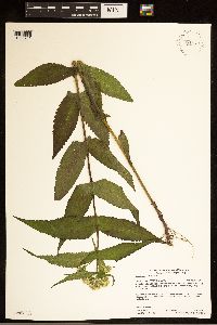 Eupatorium perfoliatum image