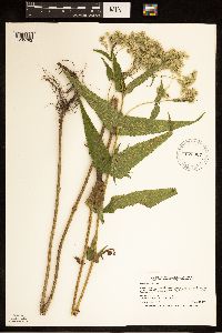 Eupatorium perfoliatum image