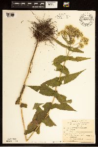 Eupatorium perfoliatum image