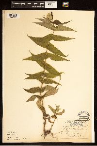 Eupatorium perfoliatum image