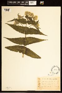Eupatorium perfoliatum image