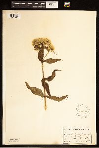 Eupatorium perfoliatum image