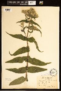 Eupatorium perfoliatum image