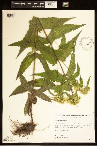 Eupatorium perfoliatum image
