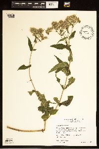 Eupatorium perfoliatum image