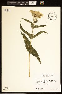 Eupatorium perfoliatum image