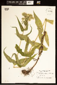 Eupatorium perfoliatum image