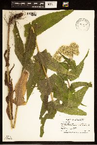 Eupatorium perfoliatum image