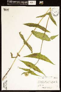 Eupatorium perfoliatum image