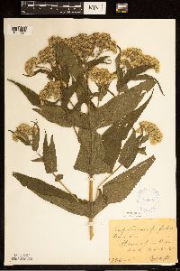 Eupatorium perfoliatum image