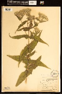 Eupatorium perfoliatum image