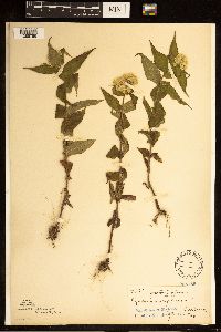 Eupatorium perfoliatum image