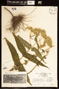 Eupatorium perfoliatum image