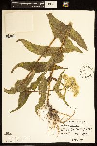 Eupatorium perfoliatum image