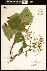 Eurybia macrophylla image