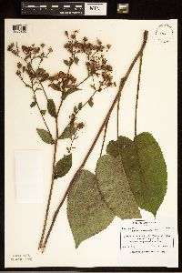 Eurybia macrophylla image