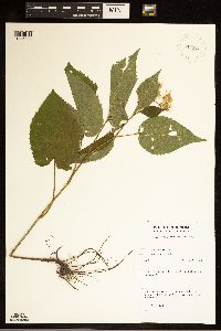 Eurybia macrophylla image