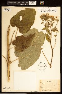 Eurybia macrophylla image