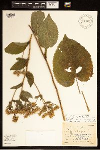 Eurybia macrophylla image