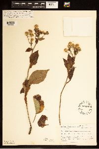 Eurybia macrophylla image