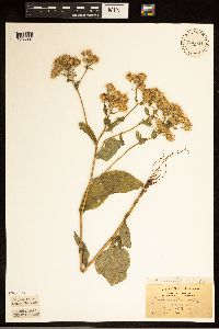 Eurybia macrophylla image