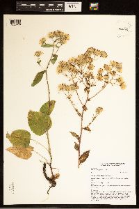 Eurybia macrophylla image