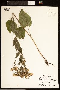 Eurybia macrophylla image