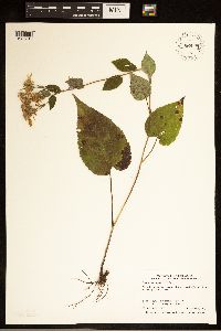 Eurybia macrophylla image