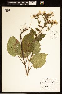 Eurybia macrophylla image