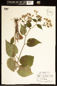 Eurybia macrophylla image