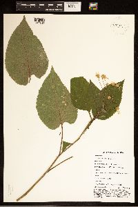 Eurybia macrophylla image