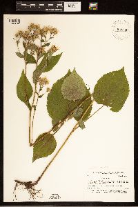 Eurybia macrophylla image
