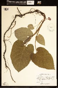 Eurybia macrophylla image