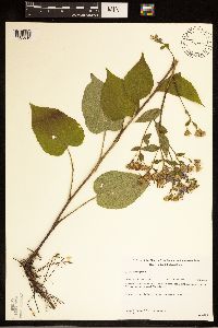 Eurybia macrophylla image